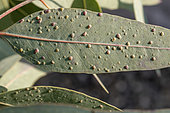 Galls on Eucalyptus leaves caused by Eucalyptus Gall Wasp (Ophelimus maskelli), Herault, France