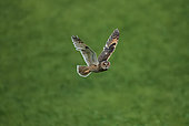 Long-eared owl (Asio otus) in daylight, open wings, Ardennes, Belgium