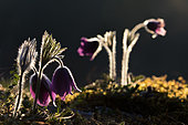 Pasque flower (Pulsatilla vulgaris) flowers against the light, Famenne, Belgium