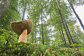 Bay bolete (Imleria badia) in a forest and polytric moss, Ardennes, Belgium