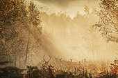 Red deer (Cervus elaphus) herd in the mist at dawn against the light in autumn, Ardennes, Belgium