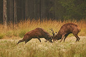 Red deer (Cervus elaphus) arched males fight, antlers crossed during bellowing in a clearing, Ardennes, Belgium