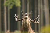Red deer (Cervus elaphus) portrait of a male, staring, during bellowing, Ardennes, Belgium