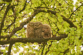 Tawny owl (Strix aluco), three young tawny owls sleeping on a beech branch, Ardennes, Belgium