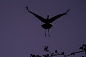 Black stork (Ciconia nigra) in flight against the light, Ardennes, Belgium