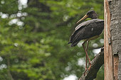 Black stork (Ciconia nigra) Juvenile in the rain in a beech forest in spring, Ardennes, Belgium