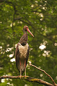 Black stork (Ciconia nigra) on a branch in a beech forest, Ardennes, Belgium