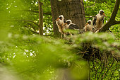 Black stork (Ciconia nigra) nest of juveniles in a beech forest in spring, Ardennes, Belgium
