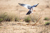 Eastern Chanting Goshawk (Melierax poliopterus) in flight, chasing an intimidating Cape Cobra (Naja nivea), Kalahari, South Africa