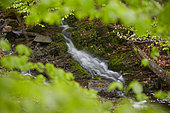 Stream in the forest in spring, Ardennes, Belgium