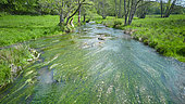 River in a meadow with aquatic ranunculus and alders, riparian alder grove, Ardennes, Belgium