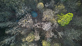 Diversified forest with pond, sycamore maple, wild cherry and dead trees in spring, Ardennes, Belgium