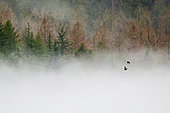 Raven (Corvus corax) pair in flight above the mist in front of spruce trees that have been attacked by bark beetles, Ardennes, France