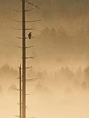 Raven (Corvus corax) on a dead spruce tree in the morning mist, Ardennes, Belgium