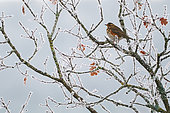 Redwing (Turdus iliacus) on a frost-covered oak, Ardennes, Belgium