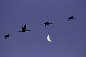 Sandhill cranes (Grus grus) in flight, and crescent moon, France