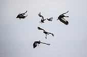 Grue couronnée (Balearica pavonina) groupe de cinq grues désorientées, en vol, Ethiopie