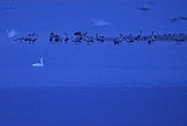 Grues cendrées (Grus grus) avec aigrettes et cygne, heure bleue de fin de nuit, Lac du Der, France
