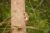 Ermine (Mustela erminea) in summer coat, climbing a spruce tree (Picea abies), Ardennes, Belgium