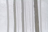 Hêtraie cathédrale, Troncs de hêtre commun (Fagus sylvatica) dans la brume matinale en hiver, Hêtraie à luzule, Site Natura 2000, Ardennes, Belgique
