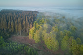 Contrasting coniferous forest, common spruce (Picea abies) and deciduous forest, common beech (Fagus sylvatica) at dawn, Ardennes, Belgium