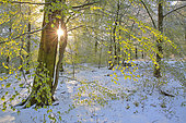 Common beech (Fagus sylvatica), budburst in a beech forest and spring snow at sunrise, Ardennes, Belgium