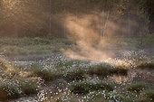 Tussock cottongrass (Eriophorum vaginatum) and mist in a peat bog at dawn, clearing in a high plateau forest, Ardennes, Belgium