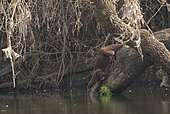 European otter (Lutra lutra) entering the water on a tree, Spain