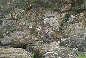 Female Iberian lynx (Lynx pardinus) resting on rocks, Spain