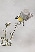 Great tit (Parus major) posing with open wings in the snow, Ardennes, Belgium
