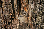 Crested tit (Lophophanes cristatus) juvenile in a cavity in standing dead wood, Ardennes, Belgium