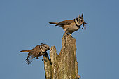 Crested Tit (Lophophanes cristatus) feeding in a pair on standing dead wood, Ardennes, Belgium