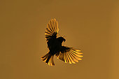 Crested Tit (Lophophanes cristatus) feeding in flight, Ardennes, Belgium