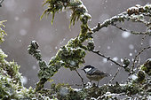 Black tit (Periparus ater) on a lichen-covered branch in winter, Ardennes, Belgium