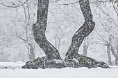 Twisted trunks of Common Hornbeam (Carpinus betulus) under the snow in winter, Ardennes, Belgium