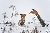 Dead trees broken like aggressive birds face to face, symbolic spat, in the snow in winter, Ardennes, France