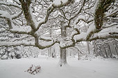 Durmast oak (Quercus petraea) under the snow in winter, Ardennes, Belgium