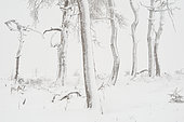 Pin sylvestre (Pinus sylvestris) troncs d'arbres morts sous la neige en hiver, Fagnes, Ardennes, Belgique
