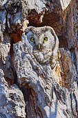 Tengmalm's owl (Aegolius funereus) emerging from a cavity in a dead tree, Finland