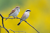 Red-backed shrike (Lanius collurio) male and female on a branch, Ardennes, Belgium