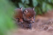 Red fox (Vulpes vulpes) two cubs dozing huddled together, Ardennes, Belgium