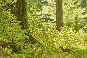 Red fox (Vulpes vulpes), cub at the foot of a giant tree in a beech forest, Ardennes, Belgium