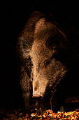Eurasian boar (Sus scrofa) portrait of a boar in a beech forest, Ardennes, Belgium