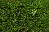 Chickweed-wintergreen (Trientalis europaea) flower on a carpet of polytric moss (Polytrichum sp), Ardennes, Belgium