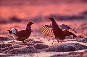Black grouse (Lyrurus tetrix) fights at dawn in a peat bog, Finland