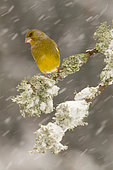 European Greenfinch (Chloris chloris) on a branch and lichen in a winter snow shower