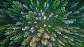 Epiceas morts (Picea abies) souffrant de la sécheresse et d'attaque de scolytes, Ardennes, Belgique