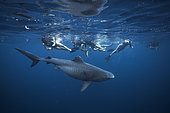 Freedivers and Tiger shark (Galeocerdo cuvier), Mayotte