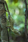 Mossy leaf-tail gecko (Uroplatus sikorae) on trunk, Lokobe reserve, Nosy be, Madagascar