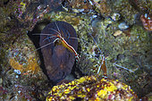 Red-striped cleaner shrimp (Lysmata amboinensis) on Yellow-edged moray (Gymnothorax flavimarginatus) in reef, Mayotte